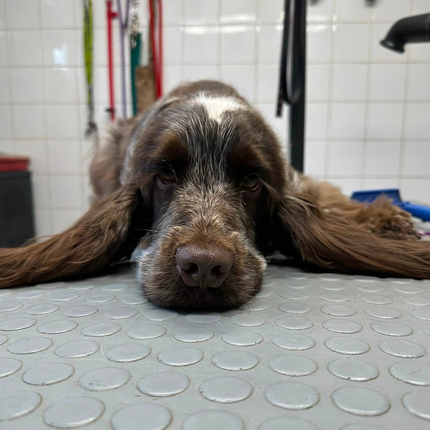 Een spaniël ligt rustig met zijn kop op de grijze noppenmat van de trimtafel