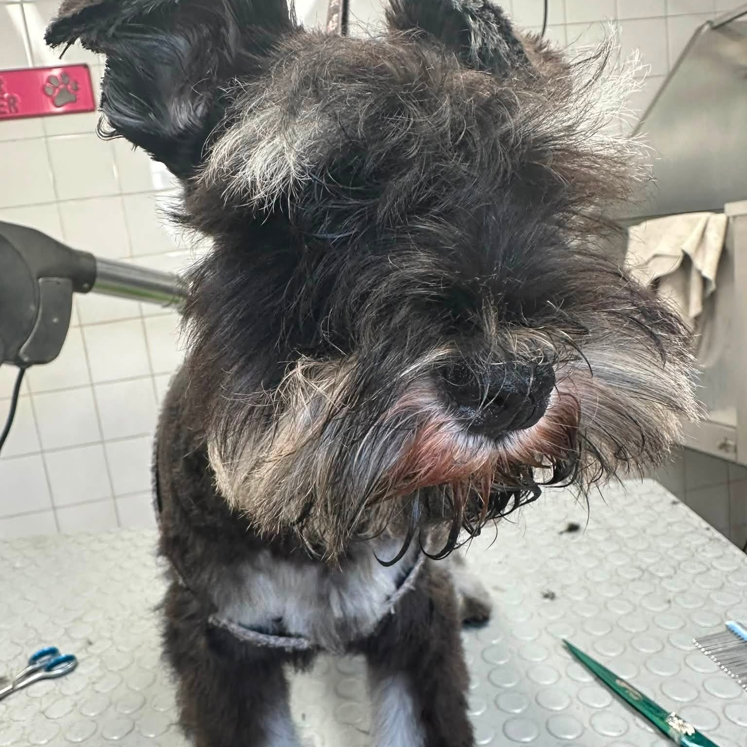 Een zwart-grijze hond op de trimtafel halverwege de trimbeurt, met de schaar ernaast