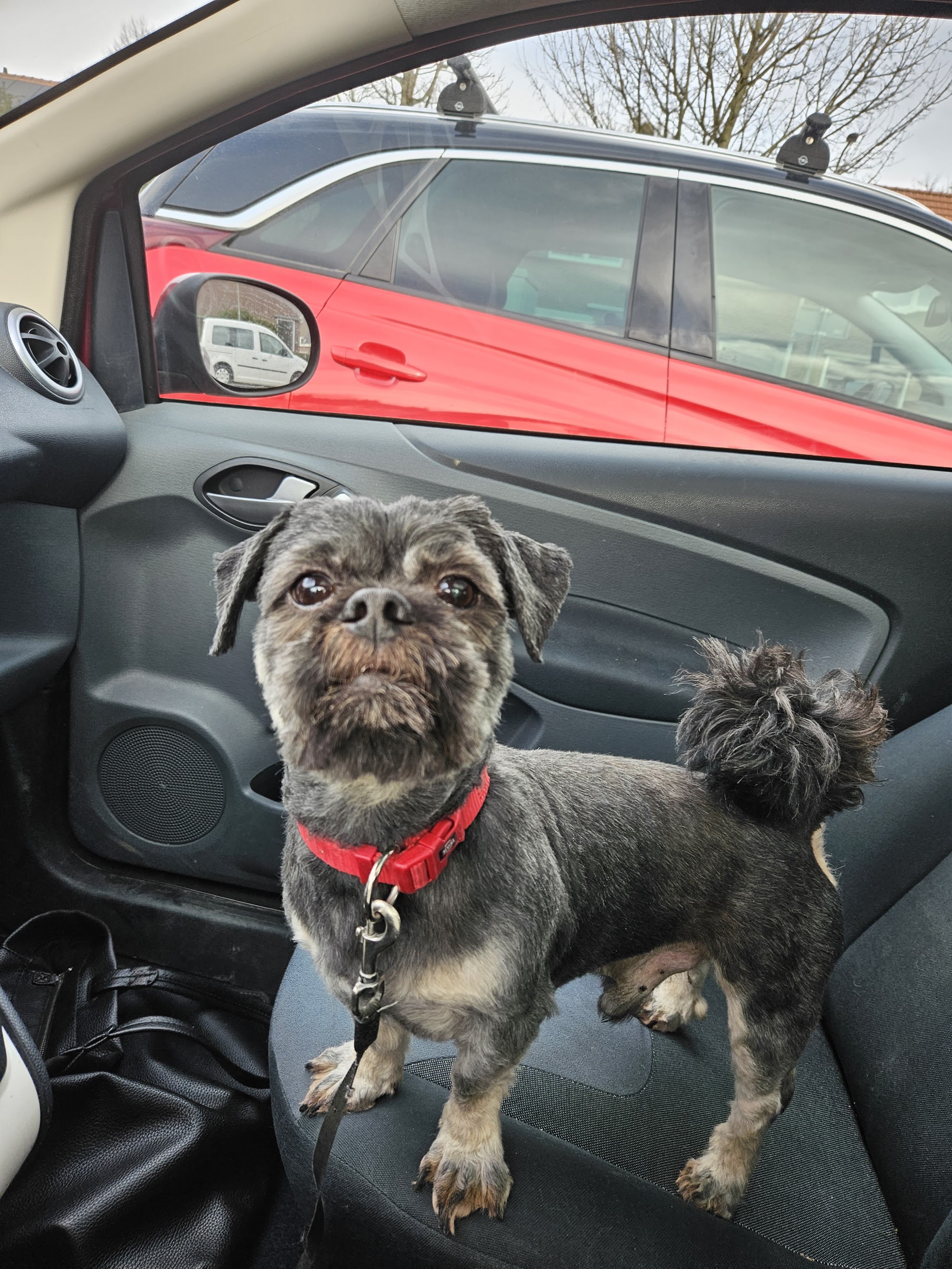Een net getrimde kleine hond met een rode halsband staat op de stoel van een auto