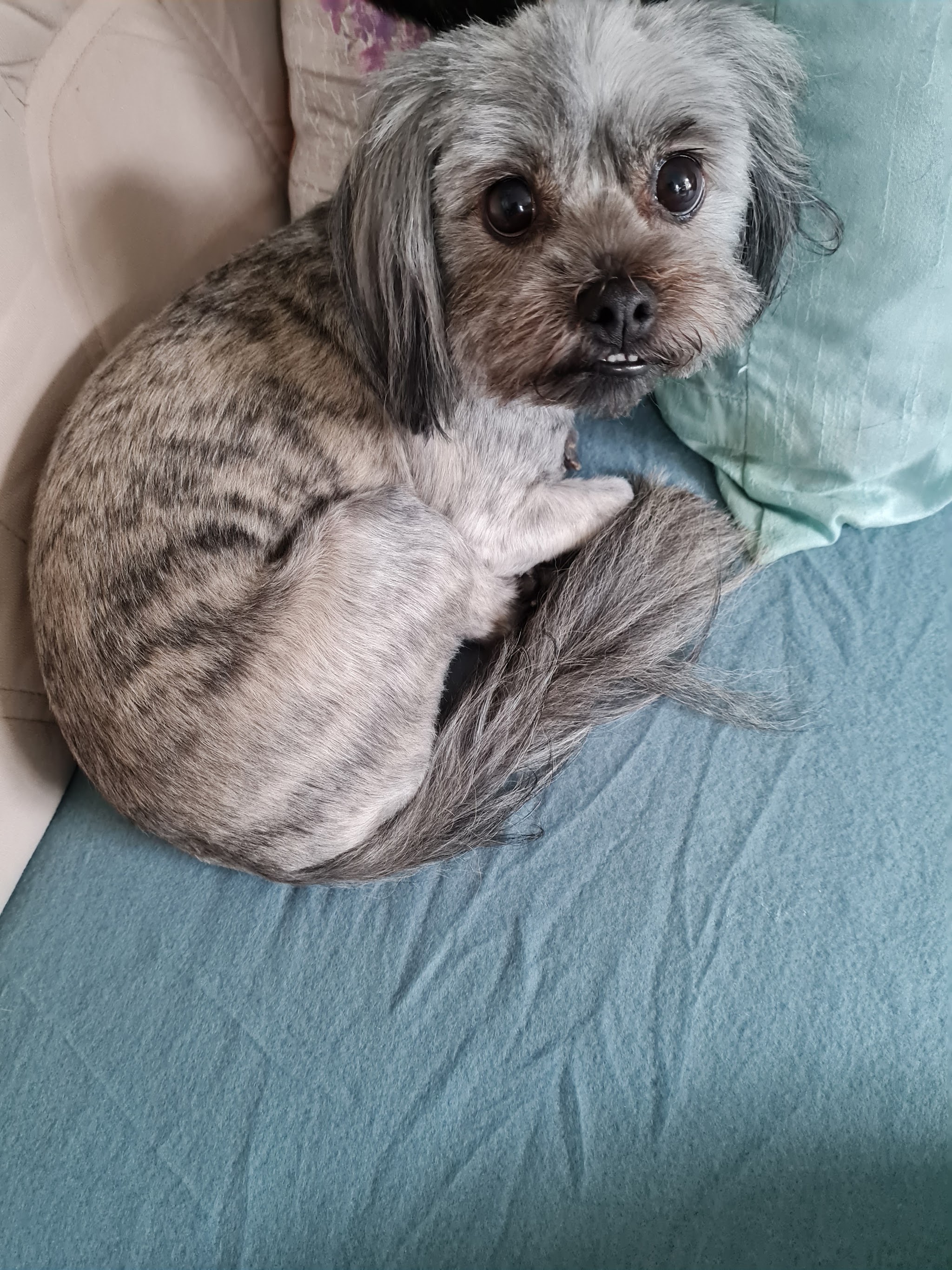 Een getrimde grijze hond ligt opgekruld op de bank