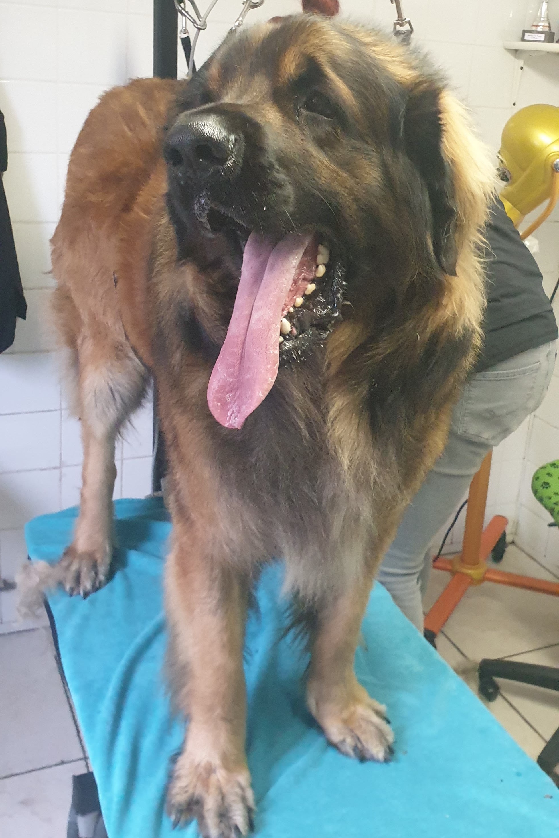 Een grote Leonberger staat op de trimtafel op een turquoise handdoek, met de tong uit de bek